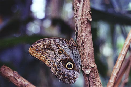 擒剧情介绍（擒狼剧情介绍电视猫）