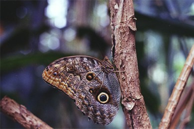 远去飞鹰剧情介绍（远去的飞鹰电视剧百度百科）